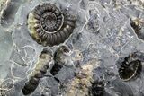 Ammonite (Promicroceras) Cluster - Somerset, England #86262-1